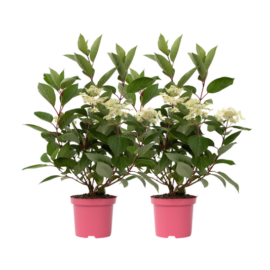 Hortensia - Set de 2 - Hydrangea paniculata 'Early Harry' - H25-40cm - ⌀19cm
