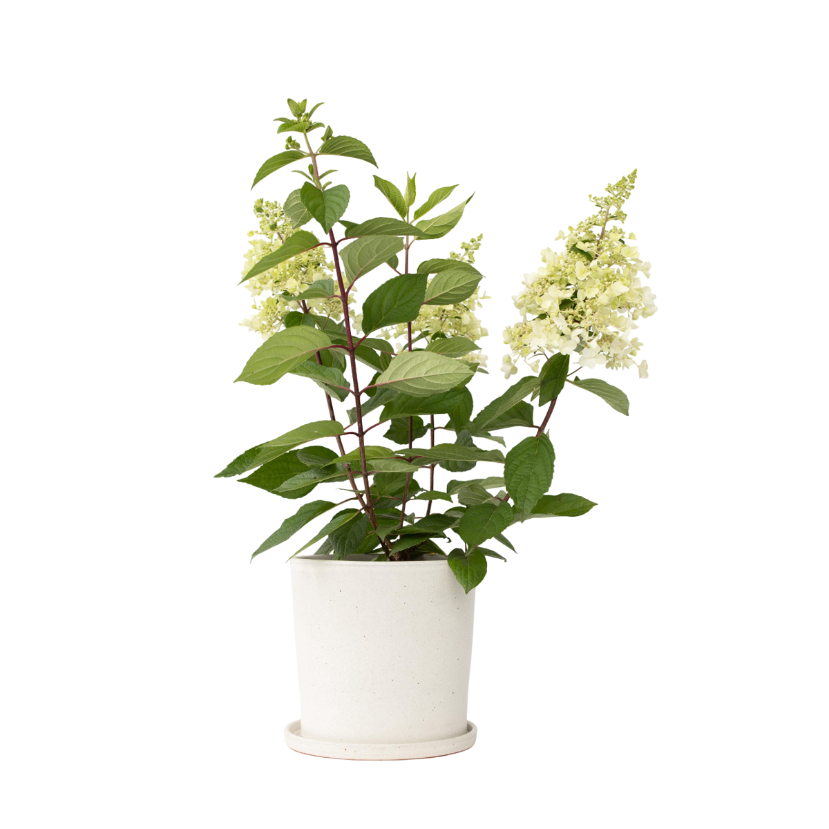 Hortensia - Hydrangea paniculata 'Candlelight' - Height 25-40cm - ⌀19cm