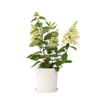 Hortensia - Hydrangea paniculata 'Candlelight' - Height 25-40cm - ⌀19cm
