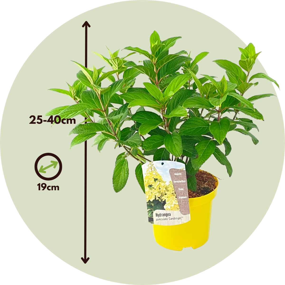 Hortensia - Hydrangea paniculata 'Candlelight' - Height 25-40cm - ⌀19cm