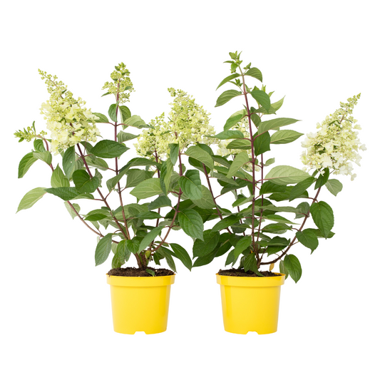 Hortensia - Set de 2 - Hydrangea paniculata 'Candlelight' - H25-40cm - ⌀19cm