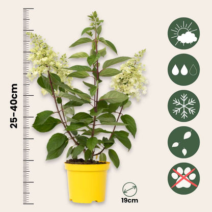 Hortensia - Set de 2 - Hydrangea paniculata 'Candlelight' - H25-40cm - ⌀19cm