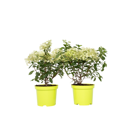 Hortensia - Set de 2 - Hydrangea paniculata 'Bobo' - Hauteur 25-40cm - ⌀19cm - TD Plantz