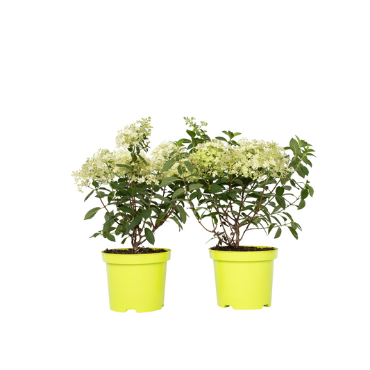 Hortensia - Set de 2 - Hydrangea paniculata 'Bobo' - Hauteur 25-40cm - ⌀19cm - TD Plantz