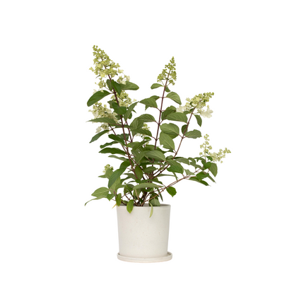 Hortensia - Hydrangea paniculata 'Pinky Winky' - Hauteur 25-40cm - ⌀19cm