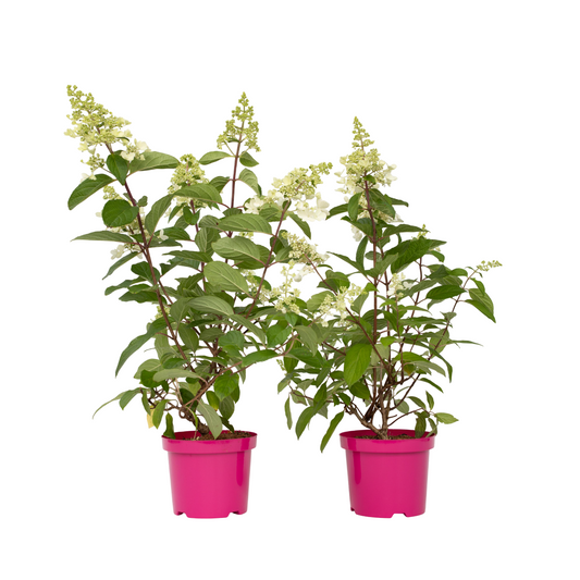 Hortensia - Set de 2 - Hydrangea paniculata 'Pinky Winky' - H25-40cm - ⌀19cm