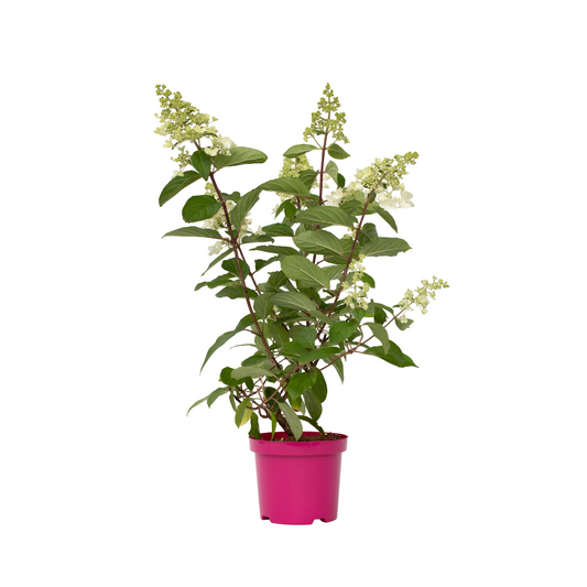 Hortensia - Set de 4 - Hydrangea paniculata 'Pinky Winky' - H25-40cm - ⌀19cm