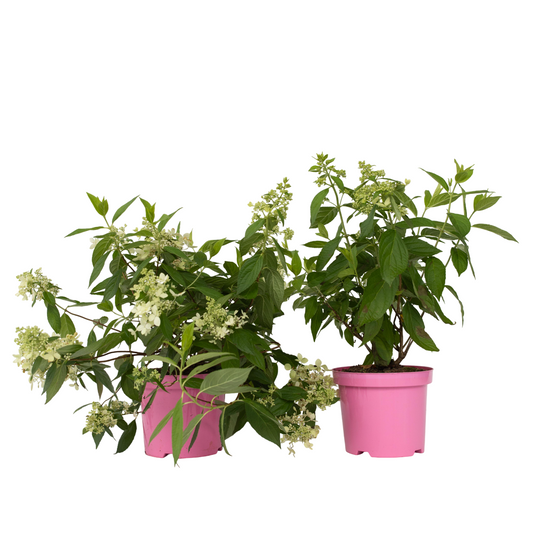 Hortensia - Set de 2 - Hydrangea paniculata 'Confetti' - Hauteur 25-40cm - ⌀19cm