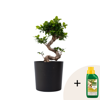 Bonsaï - Ficus microcarpa 'ginseng' - Hauteur 55-65cm - ⌀20cm