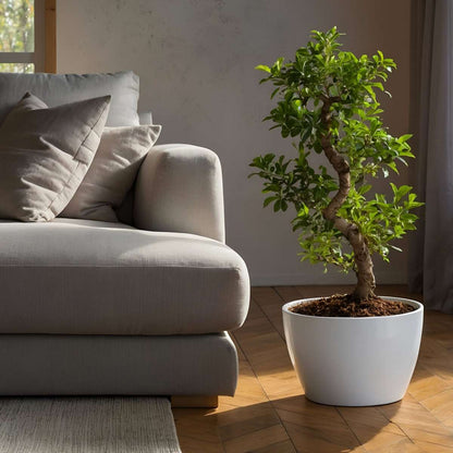 Curtain Fig - Ficus microcarpa 'ginseng' - Height 55-65cm - ⌀20cm