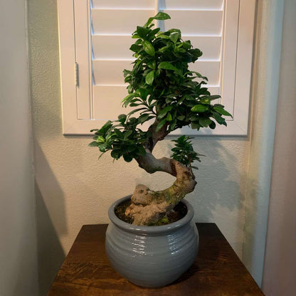 Bonsaï - Ficus microcarpa 'ginseng' - Hauteur 55-65cm - ⌀20cm