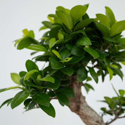 Bonsaï - Ficus microcarpa 'ginseng' - Hauteur 55-65cm - ⌀20cm