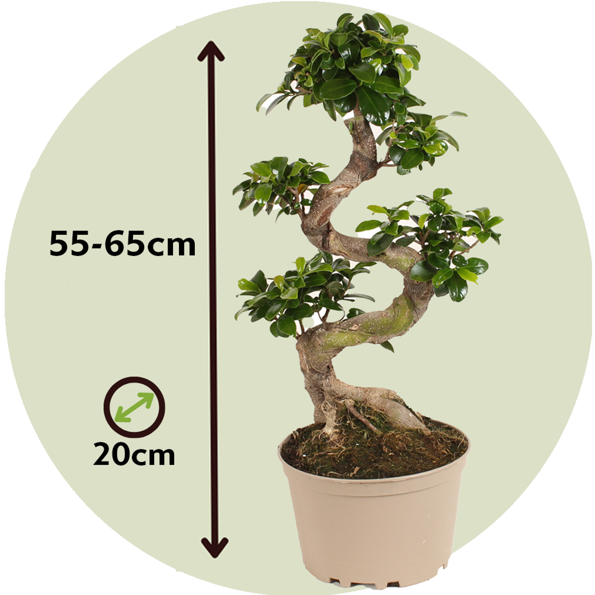 Bonsaï - Ficus microcarpa 'ginseng' - Hauteur 55-65cm - ⌀20cm