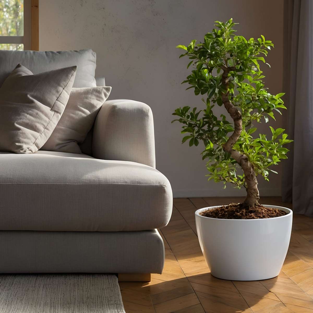 Bonsaï - Set de 2 - Ficus microcarpa 'ginseng' - Hauteur 55-65cm - ⌀20cm