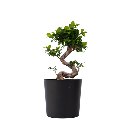Bonsaï - Set de 2 - Ficus microcarpa 'ginseng' - Hauteur 55-65cm - ⌀20cm