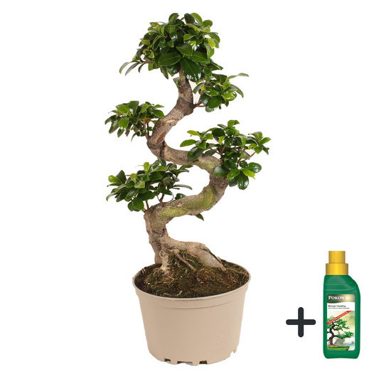 Bonsaï - Ficus microcarpa 'ginseng' - Hauteur 60-70cm - ⌀22cm