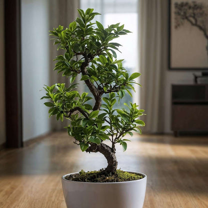 Bonsaï - Ficus microcarpa 'ginseng' - Hauteur 60-70cm - ⌀22cm