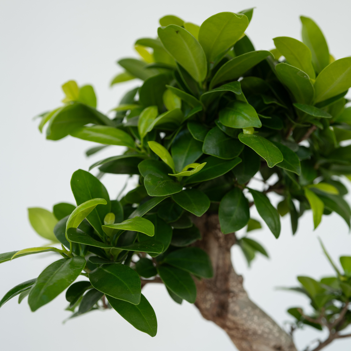 Bonsaï - Ficus microcarpa 'ginseng' - Hauteur 60-70cm - ⌀22cm