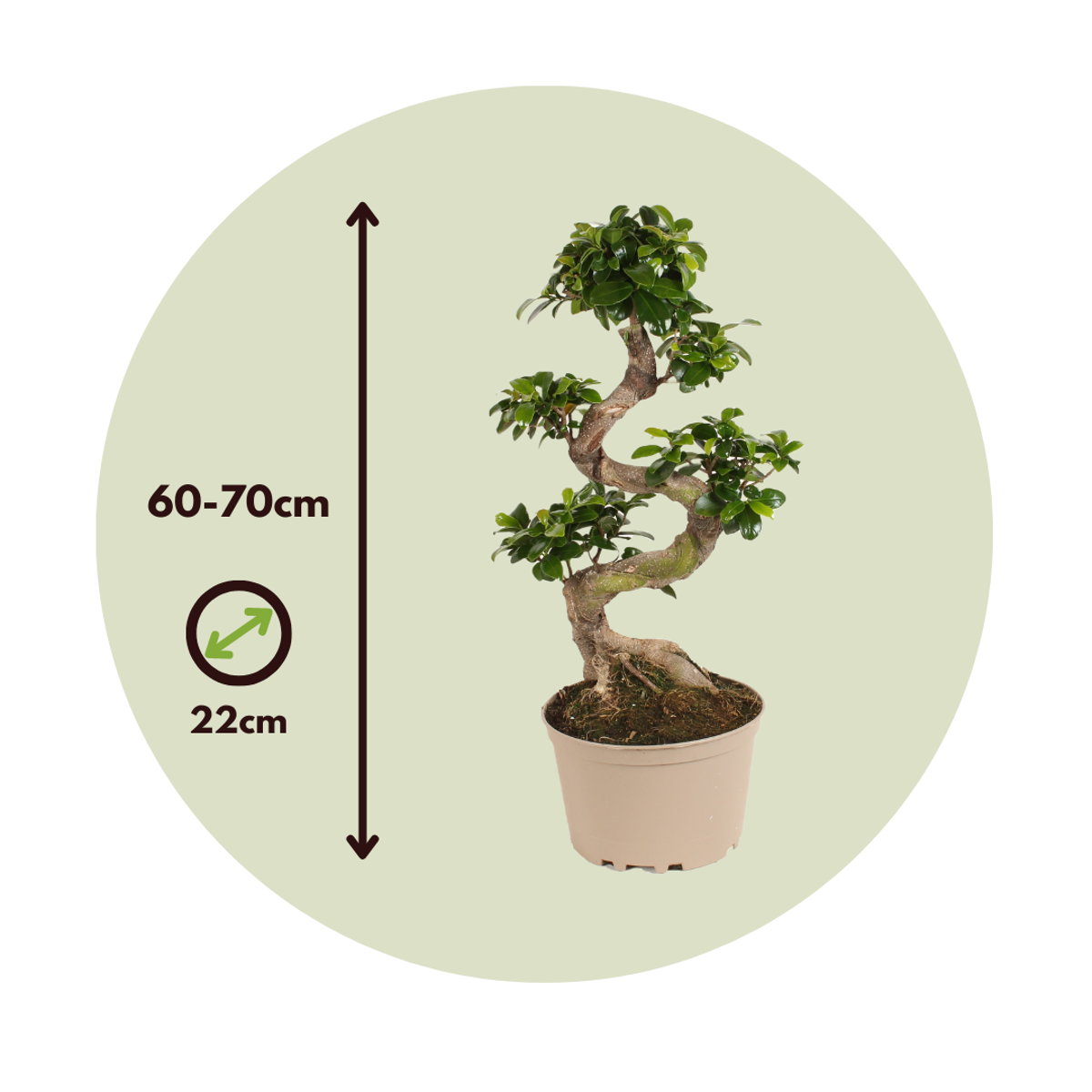 Bonsaï - Ficus microcarpa 'ginseng' - Hauteur 60-70cm - ⌀22cm