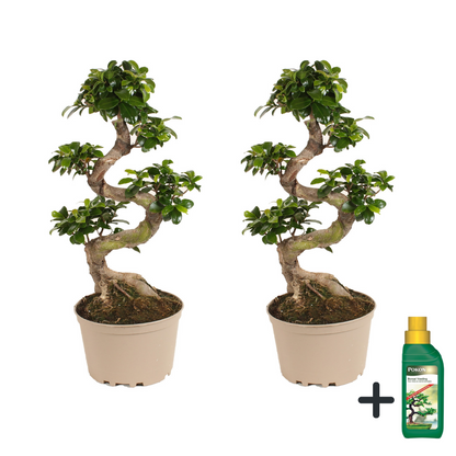 Bonsaï - Set de 2 - Ficus microcarpa 'ginseng' - Hauteur 60-70cm - ⌀22cm