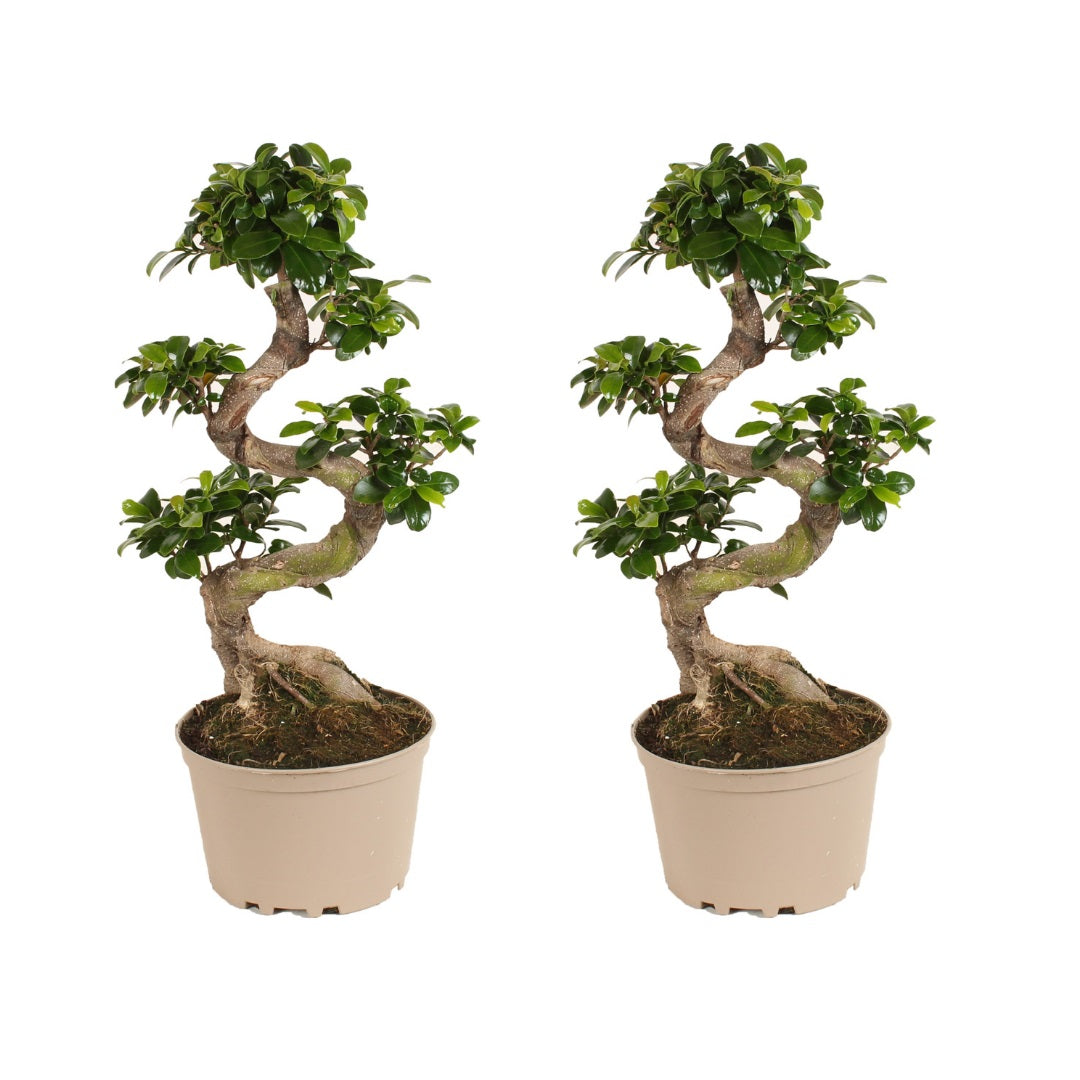 Bonsaï - Set de 2 - Ficus microcarpa 'ginseng' - Hauteur 60-70cm - ⌀22cm