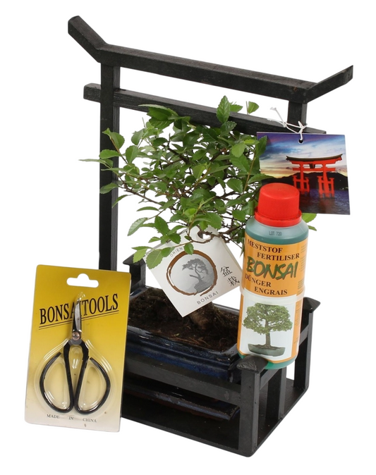 Starterkit - Bonsai - Height 25-35cm - ⌀15cm