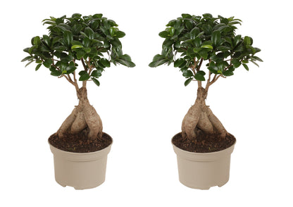 Bonsaï - Set de 2 - Ficus microcarpa - Hauteur 35-40cm - ⌀15cm - TD Plantz