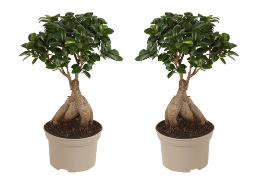 Bonsaï - Set de 2 - Ficus microcarpa - Hauteur 35-40cm - ⌀15cm - TD Plantz