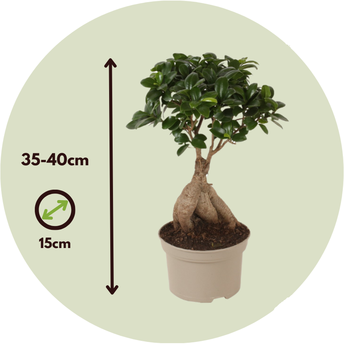 Bonsaï - Set de 2 - Ficus microcarpa - Hauteur 35-40cm - ⌀15cm - TD Plantz
