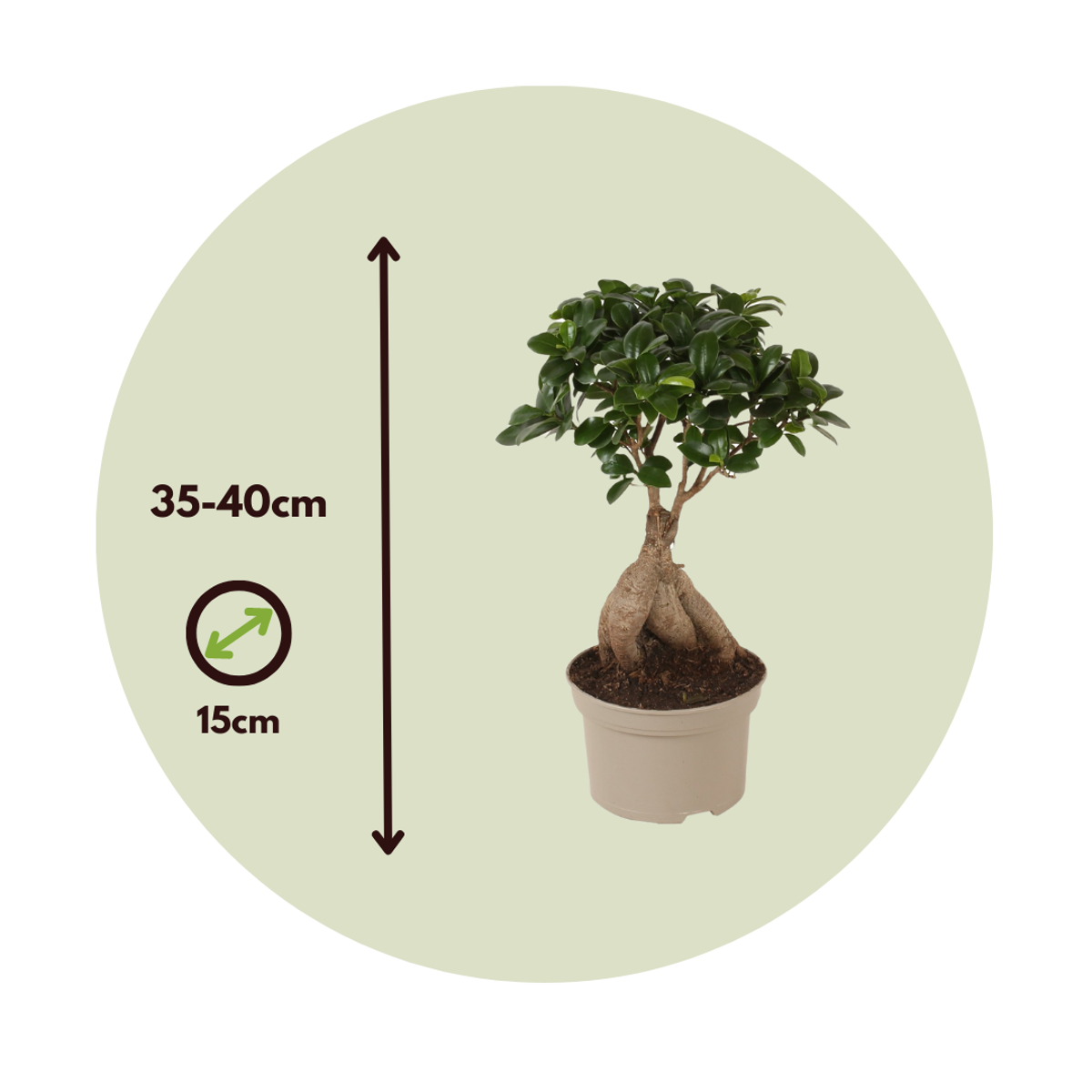 Bonsaï - Set de 4 - Ficus microcarpa - Hauteur 35-40cm - ⌀15cm