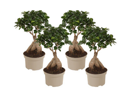 Bonsaï - Set de 4 - Ficus microcarpa - Hauteur 35-40cm - ⌀15cm