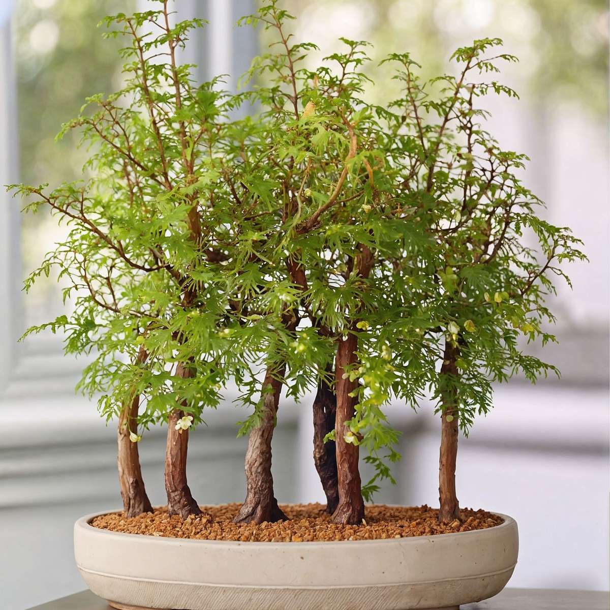 Bonsaï - Bonsai 'Metasequoia Forest' - Hauteur 20-30cm - ⌀15cm
