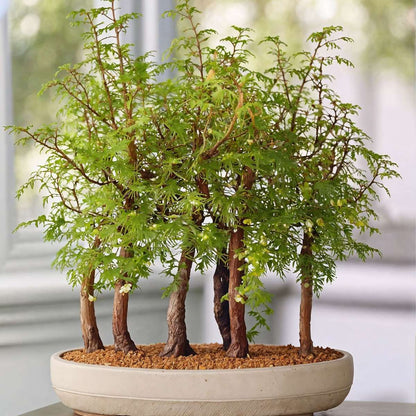 Bonsaï - Bonsai 'Metasequoia Forest' - Hauteur 20-30cm - ⌀15cm