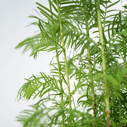 Bonsaï - Bonsai 'Metasequoia Forest' - Hauteur 20-30cm - ⌀15cm