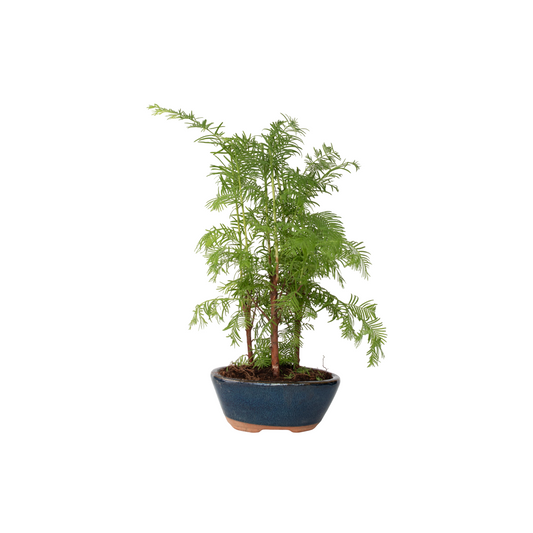 Bonsaï - Bonsai 'Metasequoia Forest' - Hauteur 20-30cm - ⌀15cm