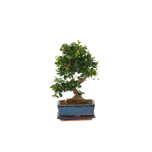 Oriental Tea Tree - Carmona microphylla - Height 20-30cm - ⌀15cm