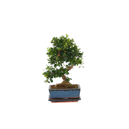Bonsaï - Carmona microphylla - Hauteur 20-30cm - ⌀15cm