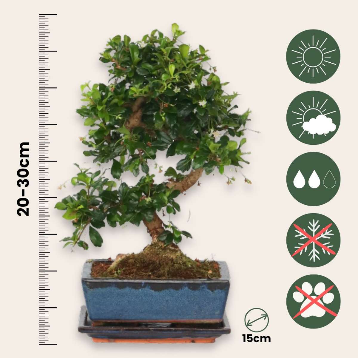Bonsaï - Carmona microphylla - Hauteur 20-30cm - ⌀15cm