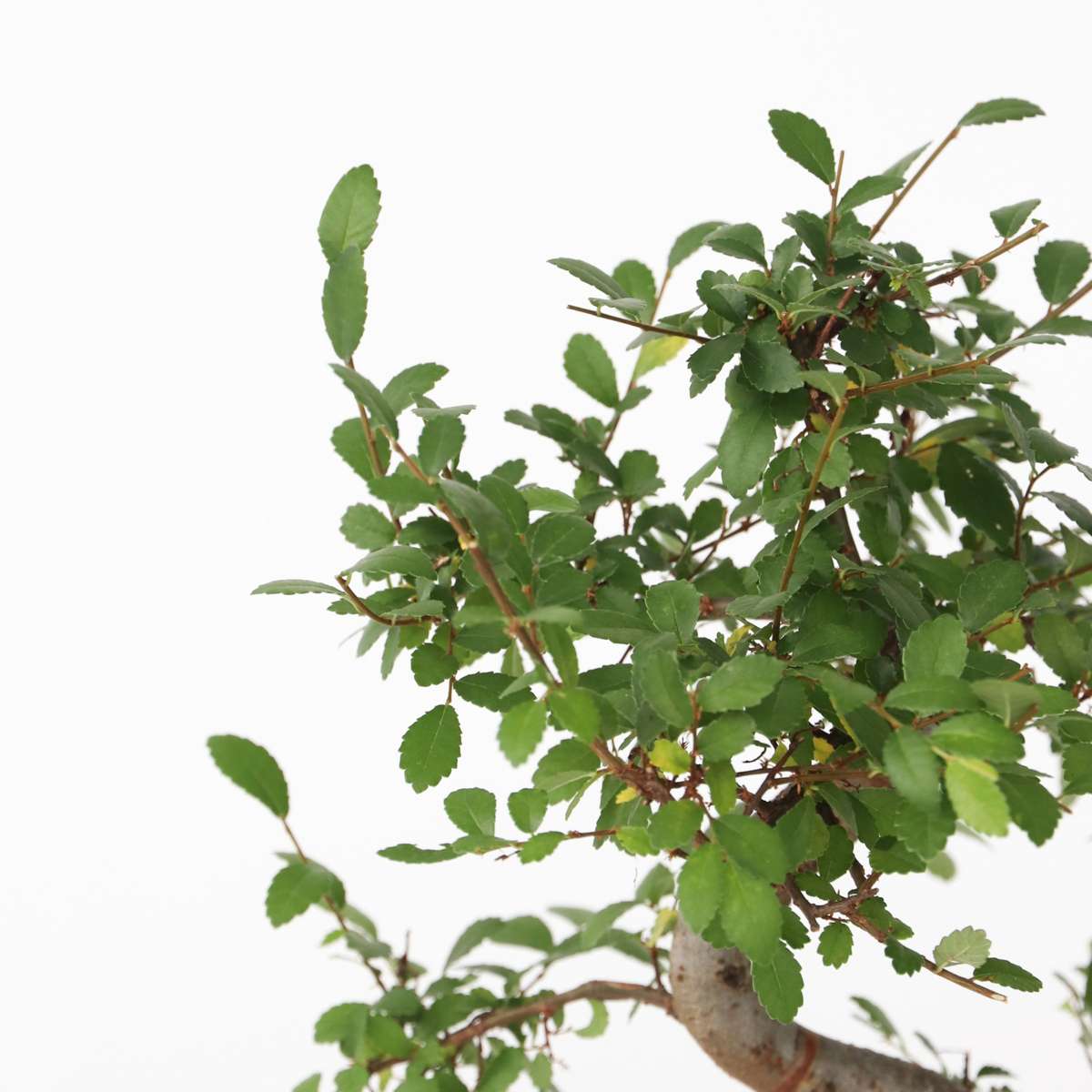 Bonsaï - Zelkova serrata - Hauteur 20-25cm - ⌀15cm - TD Plantz