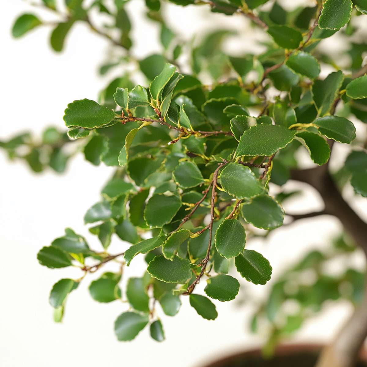 Bonsaï - Zelkova serrata - Hauteur 20-25cm - ⌀15cm - TD Plantz