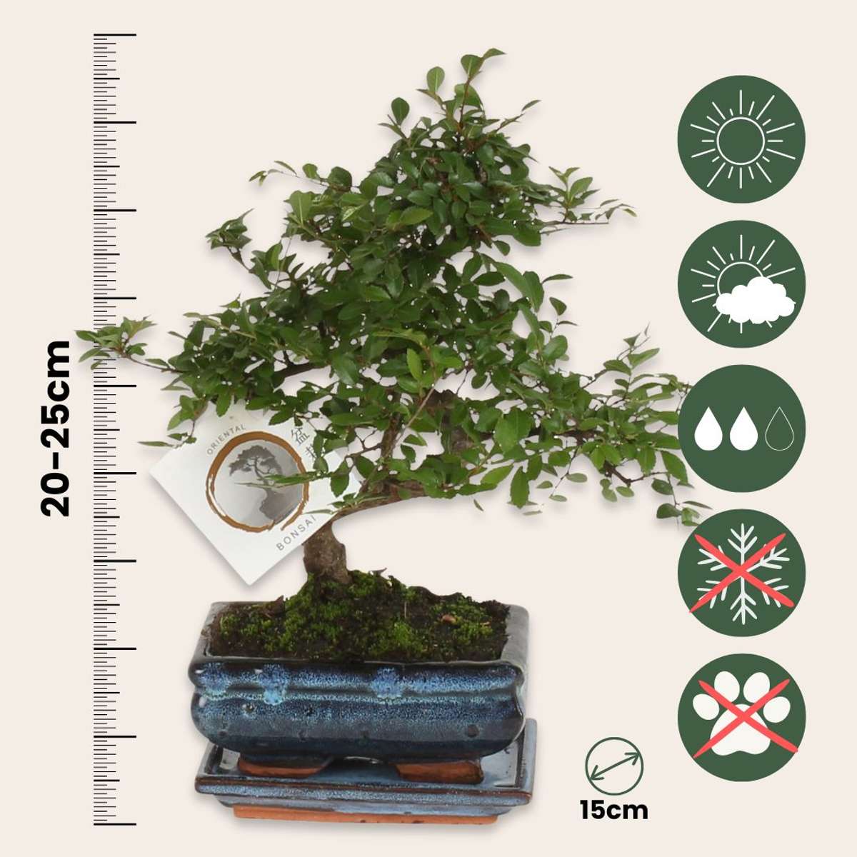 Bonsaï - Zelkova serrata - Hauteur 20-25cm - ⌀15cm - TD Plantz
