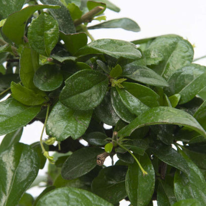 Bonsaï - Carmona microphylla - Hauteur 25-30cm - ⌀15cm