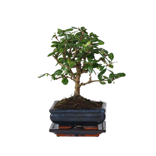 Oriental Tea Tree - Carmona microphylla - Height 25-30cm - ⌀15cm