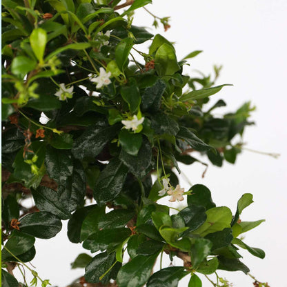 Bonsaï - Carmona microphylla - Hauteur 30-35cm - ⌀20cm