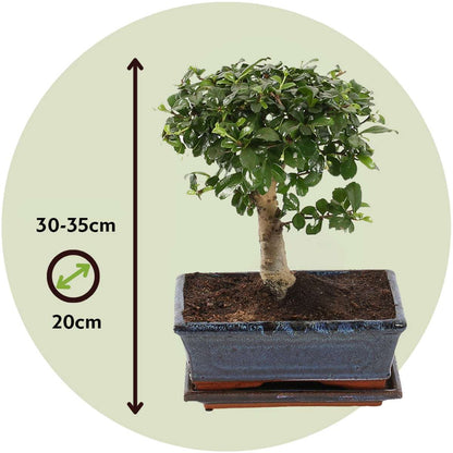 Bonsaï - Carmona microphylla - Hauteur 30-35cm - ⌀20cm
