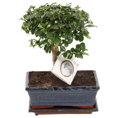 Bonsaï - Carmona microphylla - Hauteur 30-35cm - ⌀20cm