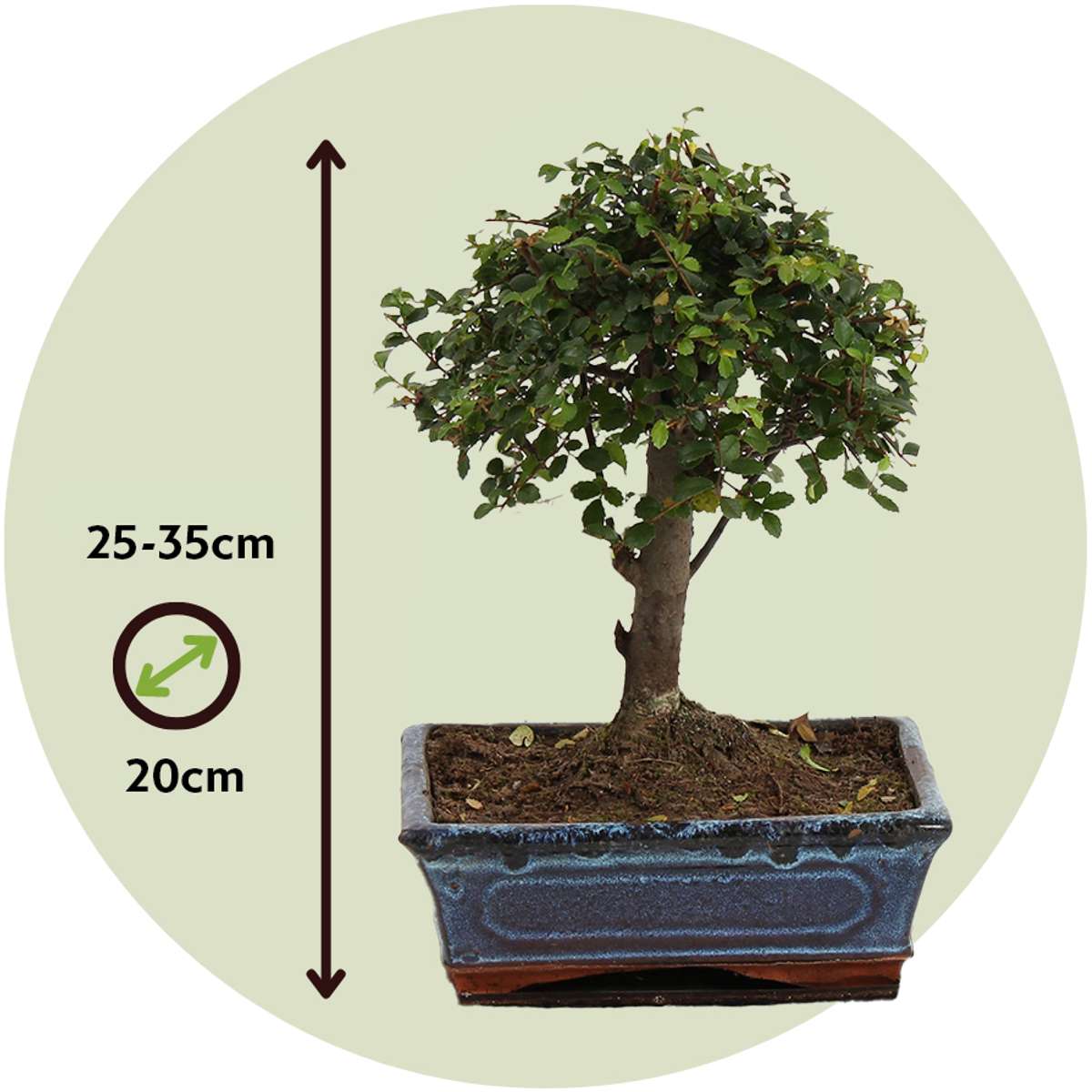 Bonsaï - Zelkova serrata - Hauteur 25-35cm - ⌀20cm - TD Plantz