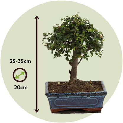 Bonsaï - Zelkova serrata - Hauteur 25-35cm - ⌀20cm - TD Plantz