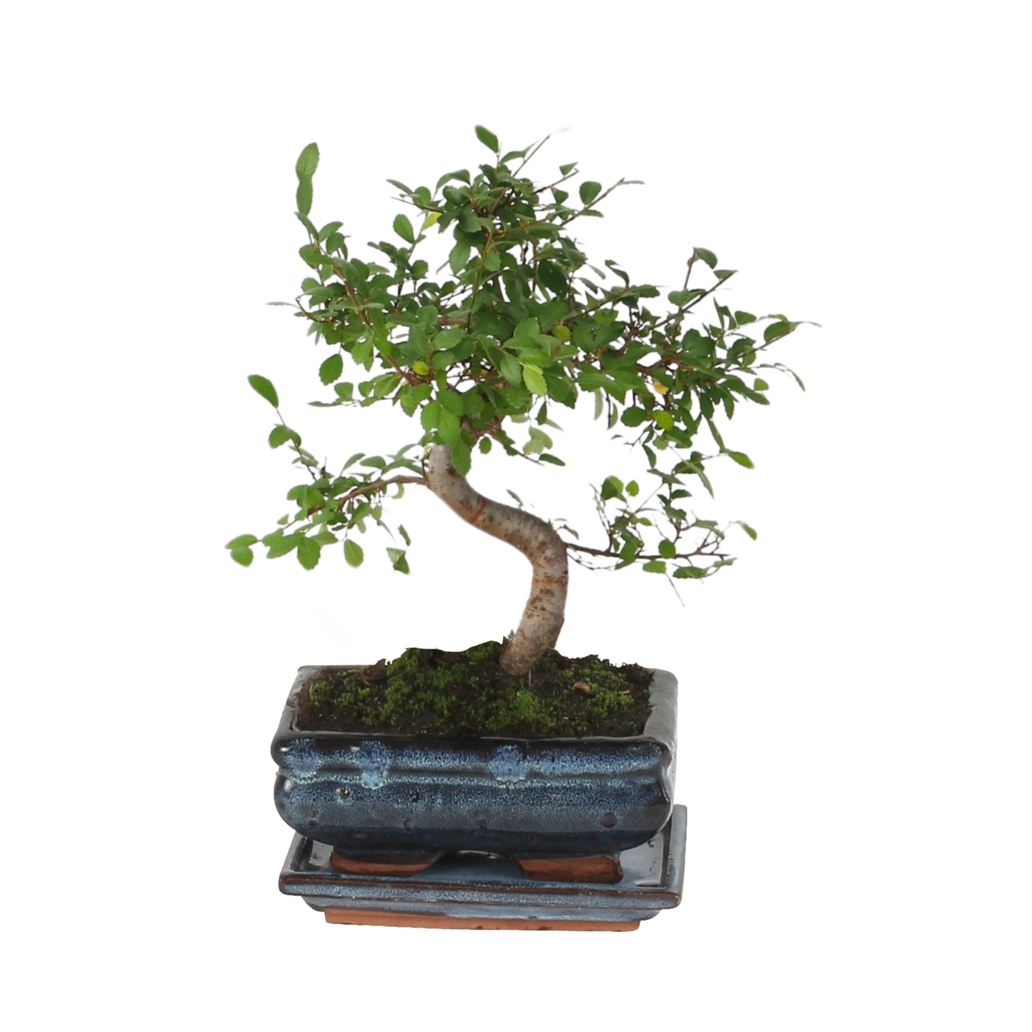 Bonsaï - Zelkova serrata - Hauteur 20-30cm - ⌀20cm