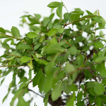 Waterval Buddha - Bonsai - Height 25-35cm - ⌀29cm